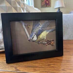 Eurasian Blue Tit Bird Lenticular 3D Wall Art Framed Picture 5" x 7"